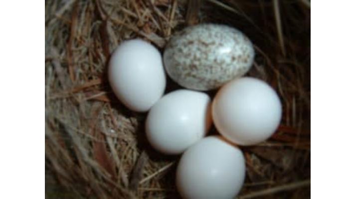 Nový program pomáhá vědcům přiřadit vejce ke kukačce, která ho snesla