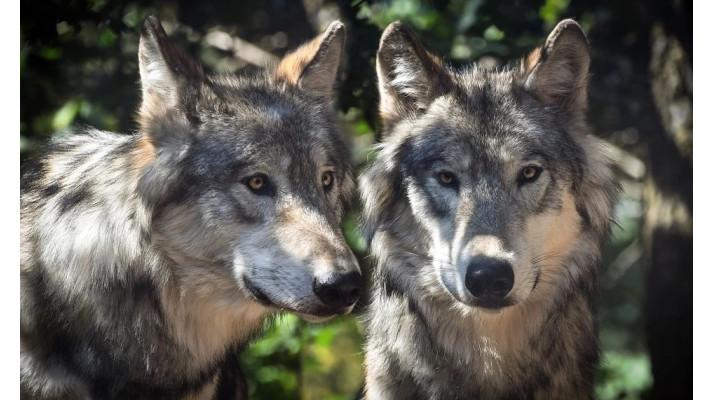 Vlci se vrací do Beskyd, letos na jaře přivedli na svět vlčata
