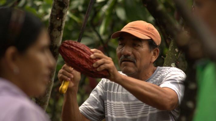 Mars bojuje proti odlesňování pralesů způsobené pěstováním kakaa