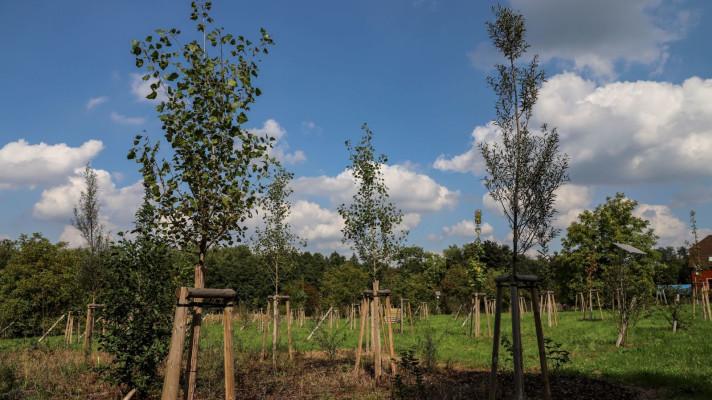 V rámci unikátního výzkumného projektu Clairo byly v Ostravě vysazeny stovky stromů 
