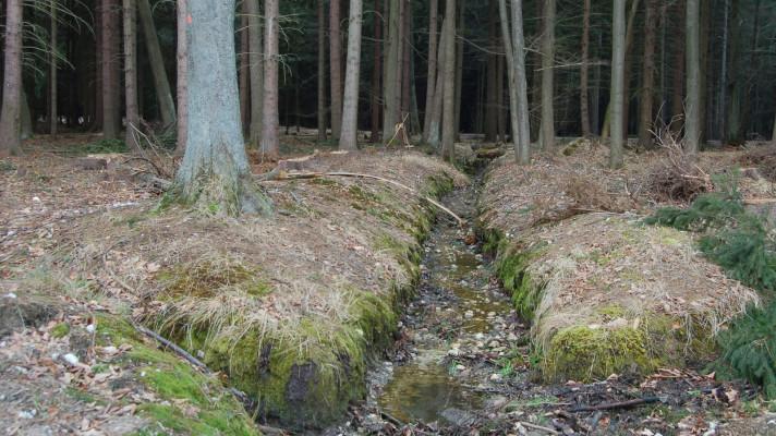 Živiny a prvky v lesních půdách určují kvalitu lesů