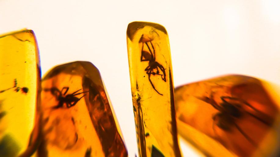 Vědci popsali chování páru termitů před 40 miliony lety, našli je v jantaru
