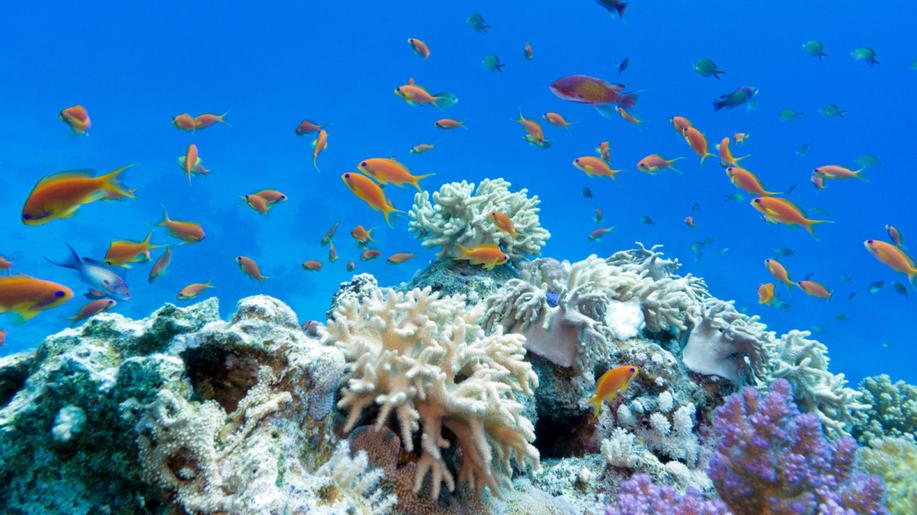 Australský Velký bariérový útes zasáhla další vlna blednutí korálů