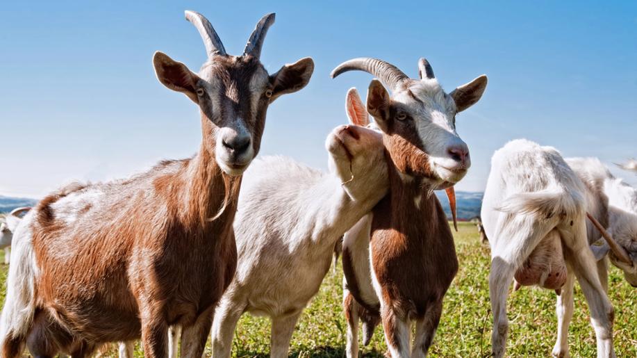 ČR má nově příznivý nákazový status významný pro chovatele ovcí a koz