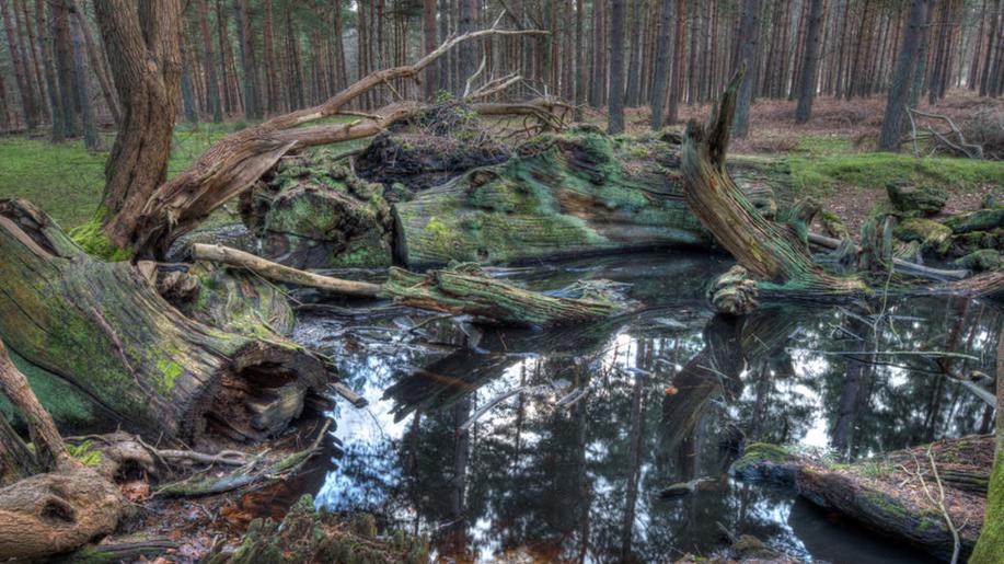 Tlející dřevo - bohatství lesa