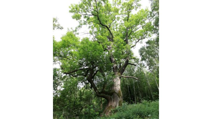 Od irských skal po ruské stepi. Evropský strom roku slaví deset let, vyrostl z lokální ankety v Brně
