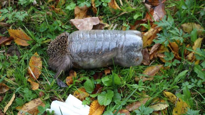 Beseda představí pasti, které číhají na divoká zvířata