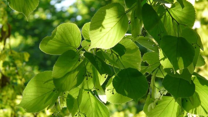 Chrudim: Lípa jako symbol dobrovolnictví