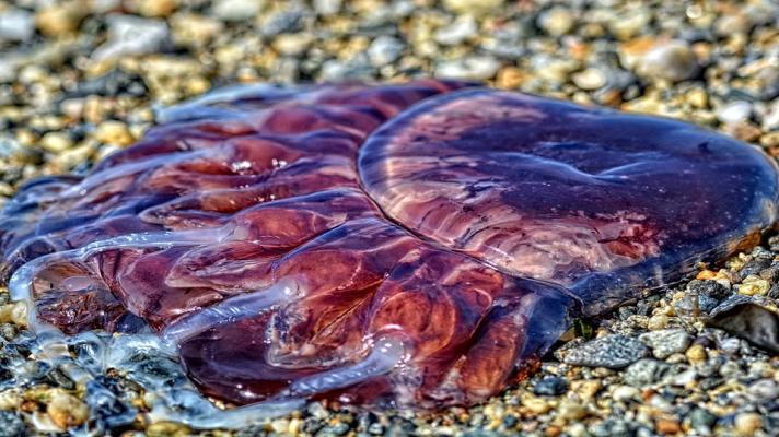 V Itálii zkouší jíst medúzy, ty zamořují pláže na jihu země