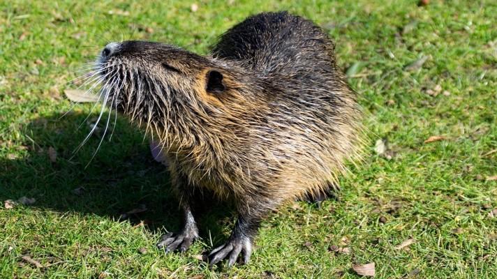 Rozšíření unijního seznamu invazních nepůvodních druhů
