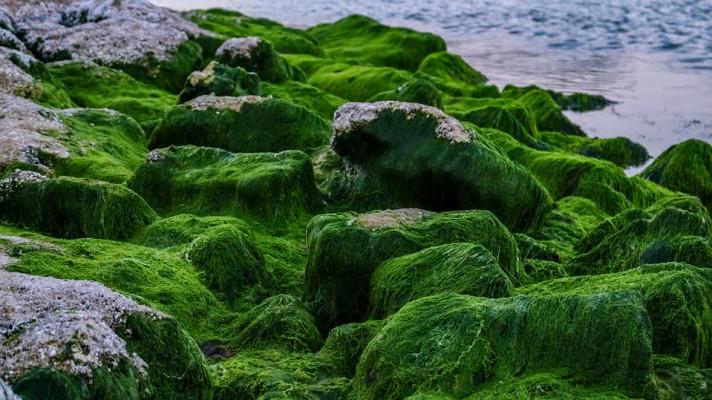 Budoucnost biopaliv může být v řasách