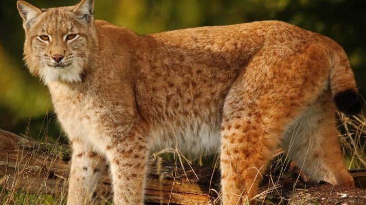 K ochraně 3 evropských populací rysa ostrovida se spojí 12 organizací ze 6 zemí. Projekt 3Lynx se rozjíždí