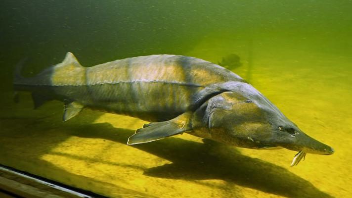 Vodohospodáři do moravských řek vysadí další tisíce jeseterů