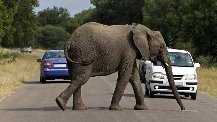 Počet střetů vozidel s lesní zvěří loni stoupl o 15 procent