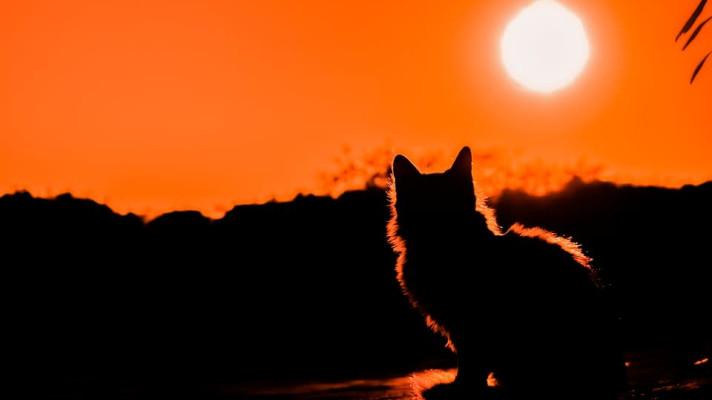 Toulavé kočky v Austrálii zabijí denně milión plazů, uvádí studie
