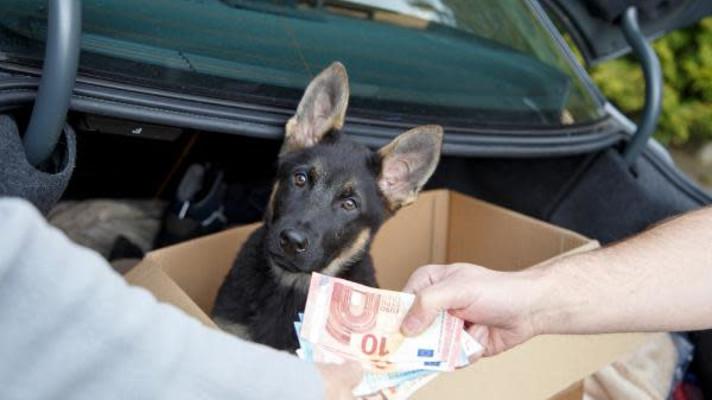 Illegal trade in companion animals