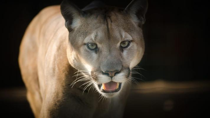 Ze zooparku ve Zvoli utekla puma, lidé by se neměli zdržovat venku