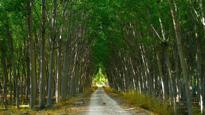 Topolářská komise České republiky, z.s.
