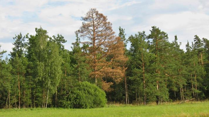 Borovice lesní trpí suchem, trápí je vysoké teploty i škůdci