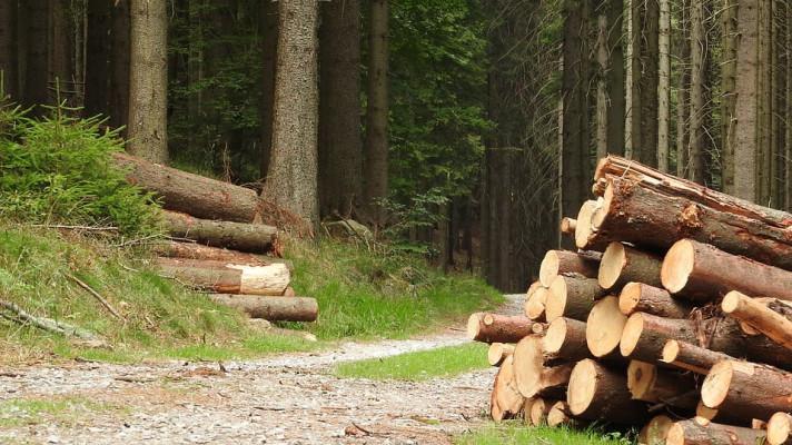 Odborník: Kůrovec se letos bude pravděpodobně rojit třikrát