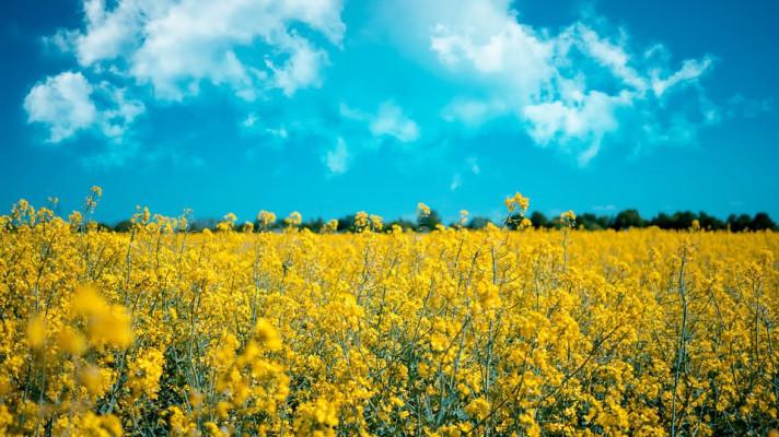 Biopaliva musí pro kritéria udržitelnosti vykázat úsporu emisí