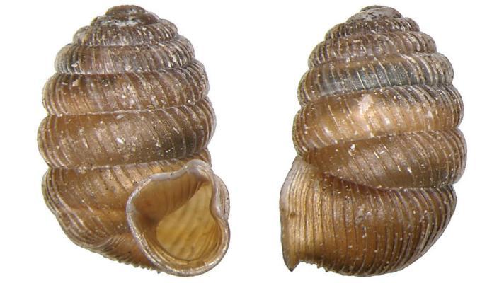 Badatelé našli v Podyjí vzácného alpského šneka