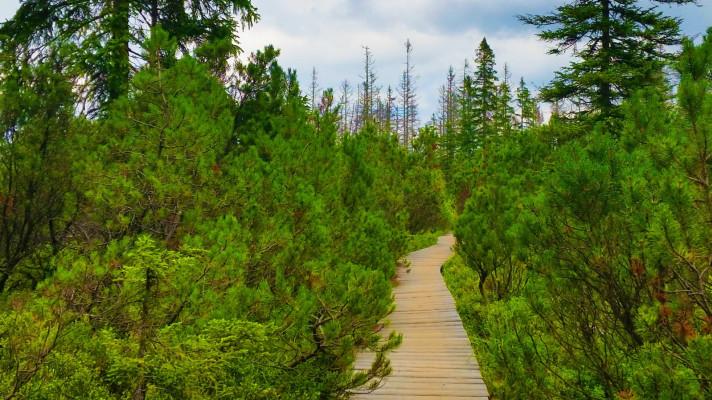 363,3 milionů na přírodní zahrady škol a školek, zeleň v obcích nebo turistický servis v národních parcích. MŽP podpořilo 821 projektů
