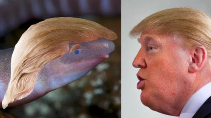 Obojživelník byl pojmenován po Trumpovi, strká hlavu do písku