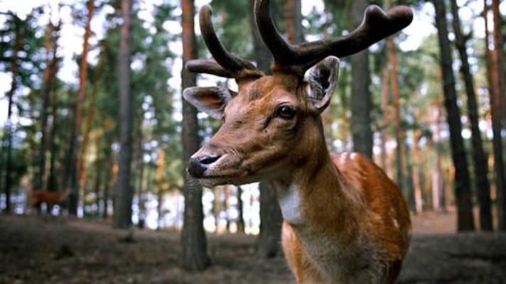 Podnikatel vybudoval na Břeclavsku za 100 milionů oboru