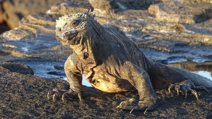 Na Galapágách vznikne první soukromá přírodní rezervace