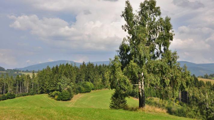 Jak nejlépe docílit druhově pestrých lesů, zjišťuje detailní výzkum