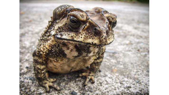 Pískovna u České Lípy je chráněným územím kvůli vzácným ropuchám