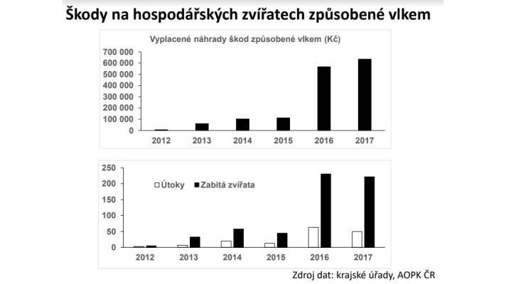 Nejčastějším terčem útoků velkých šelem v Evropě jsou ovce. U nás počet zvířat zabitých vlky loni nevzrostl
