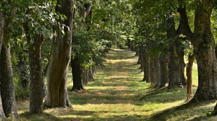Nejkrásnější fotografií ankety Alej roku je snímek aleje u Malčína na Vysočině