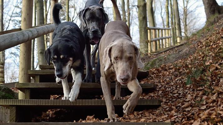 Další krok Ministerstva proti množírnám chov s více než třemi fenami bude povinné hlásit veterinární správě Další krok Ministerstva proti množírnám chov s více než třemi fenami bude povinné hlásit veterinární správě