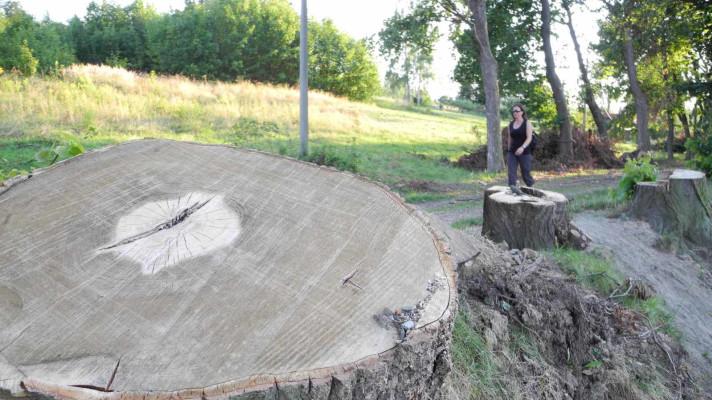 Kůrovcové těžby do dubna v Lesích ČR vzrostly na trojnásobek