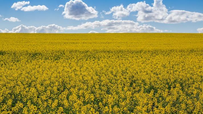 ČR a další: EU se produkci biopaliv má spoléhat na své zdroje