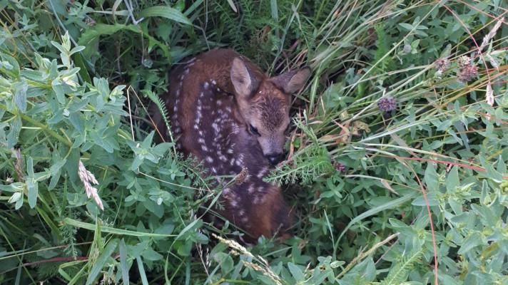 Při předcházení škod zvěří a na zvěři je klíčová spolupráce myslivců a zemědělců