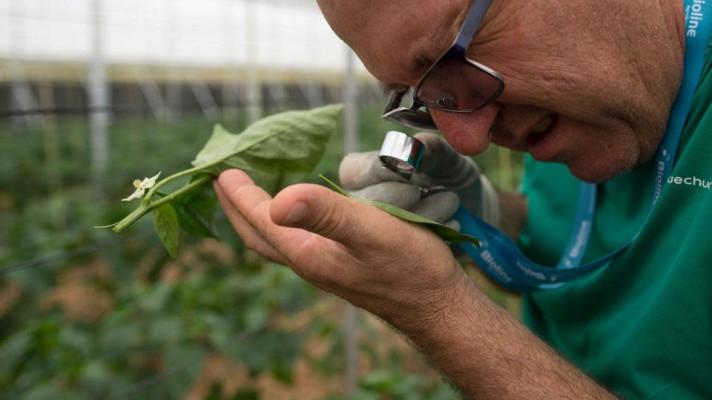 Španělský farmář používá místo pesticidů hmyz Španělský farmář používá místo pesticidů hmyz