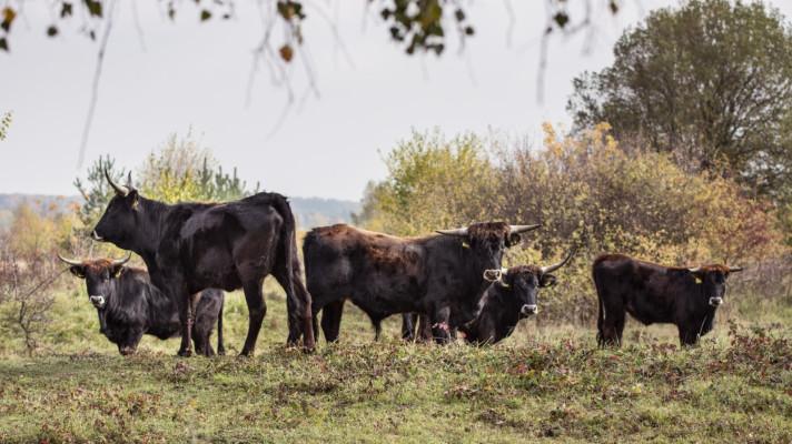 Devět měsíců, třináct kontrol. Další čtyři nahlášené na říjen. Rezervaci velkých kopytníků sužuje byrokracie