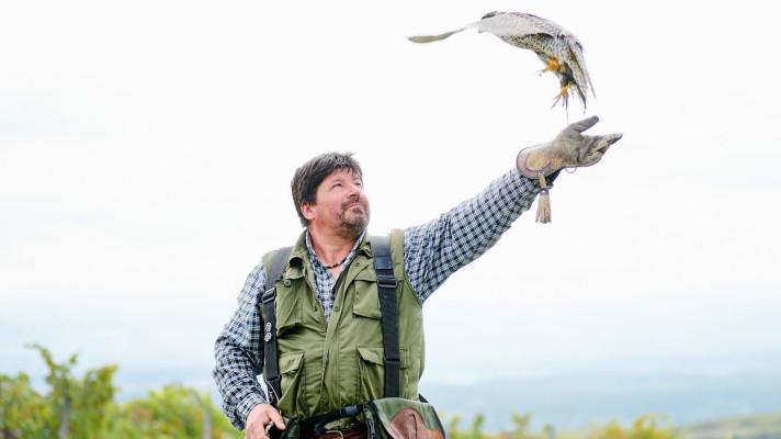 V Chateau Bzenec vysílají do boje proti špačkům sokoly