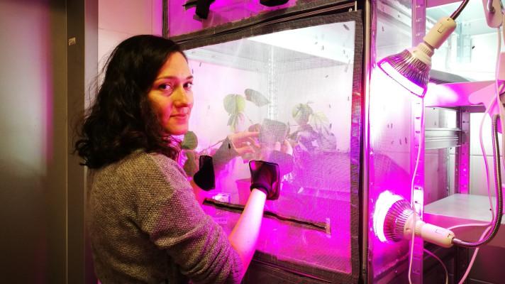 Biotechnologické využití larev je průlomovým krokem v oblasti řešení odpadů