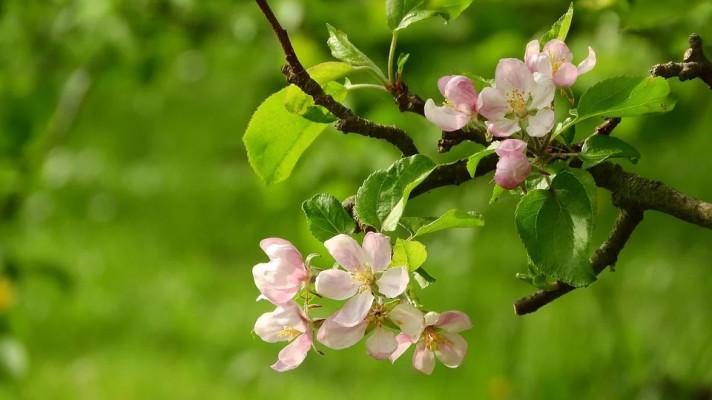 Teplejší počasí znamená dřívější konec vegetačního klidu. S kácení stromům raději počkejte na pozdní podzim, radí MŽP