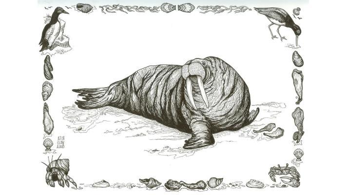 Vikingy z Grónska vyhnal nedostatek mrožů, uvádějí vědci