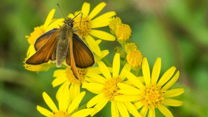 EU plans to 'restore the balance' between people and nature