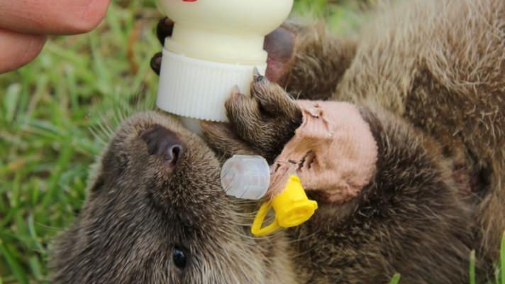 Opuštěná mláďata: přispějte nám, prosím, na mléko!
