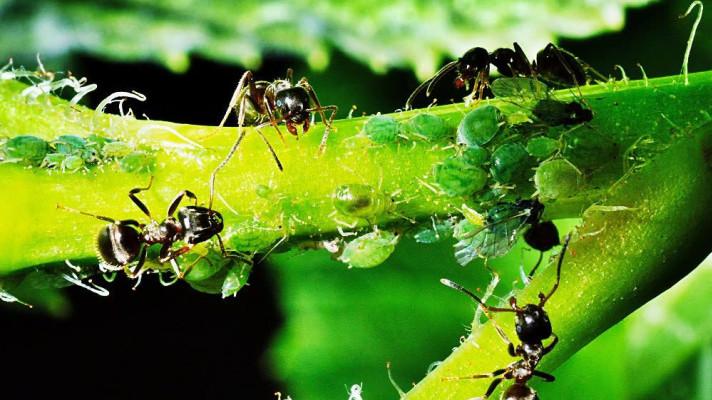 Zemědělský ústav varuje před mšicemi,někde jich je extrémně mnoho