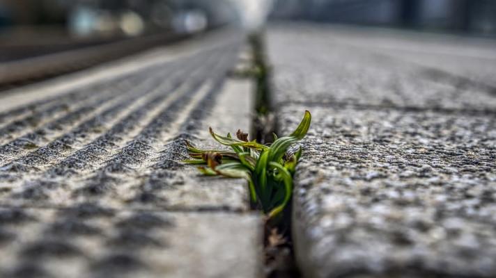 Prostějov pozastavil aplikaci glyfosátu,na plevel hledá náhradu