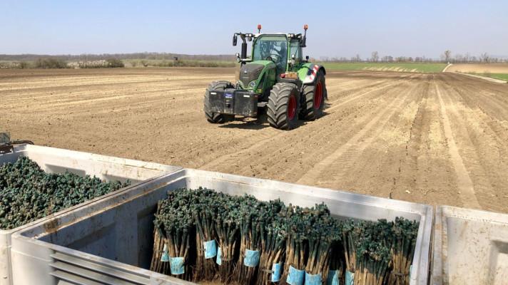 V sedmi lidech zvládnou vysadit 68 tisíc rostlin.  Vinařství 4.0 zachraňuje v době koronaviru výsadbu vinné révy