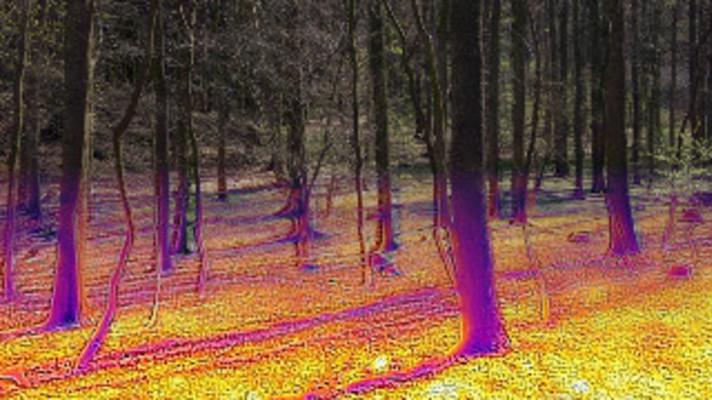 Koruny stromů chrání lesní rostliny před globálním oteplováním